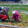 У Луцьку висадили алею троянд 