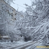 Луцькі вулиці та двори перетворилися на північний ліс. Фото