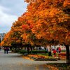 Осінь на порозі: жовто-багряний Ковель на світлинах місцевого фотографа