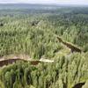Світ відзначає День захисту лісів. Цікаві факти