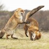 Визначили фіналістів всесвітнього конкурсу фото дикої фауни