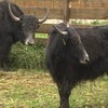У Луцькому зоопарку оселилася парочка яків