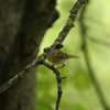 У «Цуманській пущі» оселилася рідкісна пташка. Фото