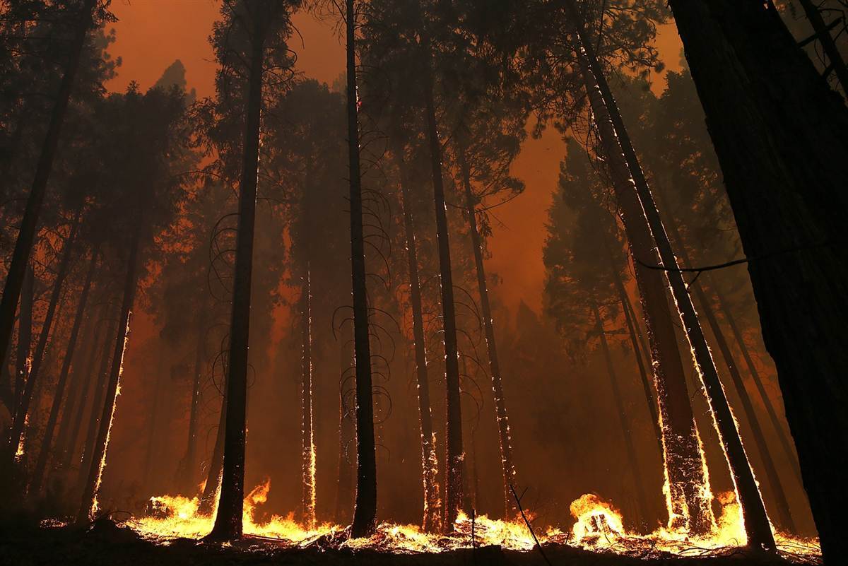 Винуватці лісових пожеж – безвідповідальні краяни 