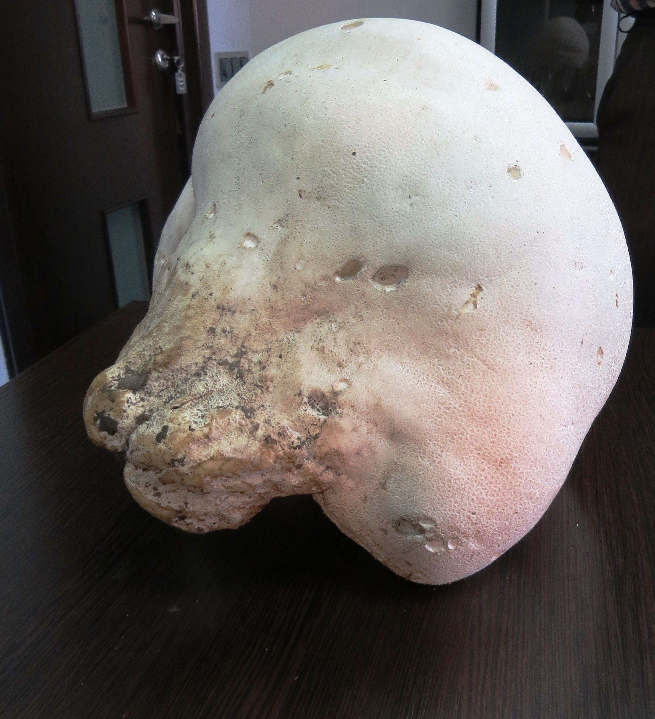 Фотофакт: Лучанин знайшов гриба-гіганта… на городі