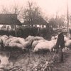 Як вулицею Любомля свині гуляли. Фото