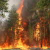 Винуватці лісових пожеж – безвідповідальні краяни 