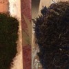 Волинянка створює унікальні «графіті» з моху