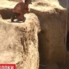 У розграбованому скіфському кургані відкопали скарби, яким 3 тисячі років