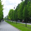 Центральний парк у Луцьку очистять від хащів і самосівів
