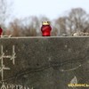 Те, що не має повторитися. У Луцьку згадали знищених євреїв