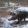 У волинському лісі виставили опудало кабана