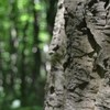 У горохівському лісі росте рідкісне коркове дерево. Фото