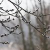 Ранок року: Гнідавський луг на світлинах луцького фотографа