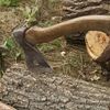 Кабмін заборонив суцільну санітарну вирубку дерев у заповідниках 