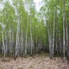 Чарівні світлини урочища Вілька