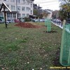 У центрі Луцька посадили сакури. Фото