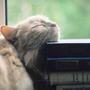 10 українських книжок про котиків