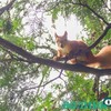 Пернаті, пухнасті та членистоногі: хто живе у луцькому парку. Фото