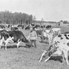 Податок на худобу в СРСР ввели у 1956 році