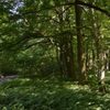 На Горохівщині ростуть червоні дуби, які посадила польська графиня. Фото