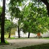 160-річну сосну на Волині внесли до списку об’єктів природно-заповідного фонду