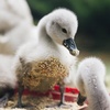 Особливі учасники дорожнього руху: сім'я лебедів привернула увагу водіїв. Відео