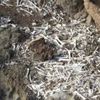 На Канарських островах знайшли десятки мумій і скелетів