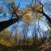 «Пройтись лісовими стежками»: золота осінь на світлинах луцького фотографа