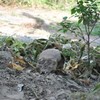 Встановили ймовірний вік черепа, який знайшли у Володимирі-Волинському