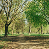 Вкриті зеленню береги та квітучі дерева: парк 900-річчя Луцька. Фото