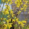 Заквітчаний весняний Луцьк. Фото