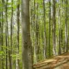 Карпатські букові ліси отримали статус Всесвітньої спадщини ЮНЕСКО