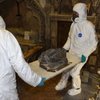 Встановили, кому належать кістки, знайдені 135 років тому у стінах англійської церкви