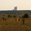 Рись, дикі коні та наступ лісів: світ Чорнобильської зони. Фоторепортаж