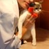 Вперше у Луцьку відбувся ярмарок котів. Відео