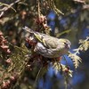 Життя птахів у об'єктиві волинського фотографа