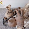 Римські амфори як декор: в іспанському продуктовому магазині знайшли пам’ятки І сторіччя