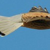 Фотограф показав світлини незвичайних птахів, що мешкали в замку Любарта