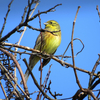 Birdwatching по-волинськи: «живі» фото пернатих