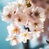У Києві зацвіла найдовша в світі алея сакур