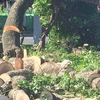 На Рівненській ріжуть дерева, які постраждали під час негоди