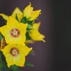 Прогулянки європейськими садами: квіти мрії очима фотографки з Луцька