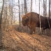 У Чорнобилі фотопастки зафіксували розмаїття дикої природи