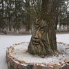 На Волині скульптори прикрасили стовбур 150-річного дуба