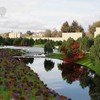 У луцькому парку облаштують майданчики для вигулу собак