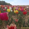 Казкова країна тюльпанів на Волині. Фоторепортаж