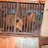 Луцький зоопарк прихистив рівненських ведмедів 