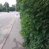 Луцька вулиця поринула у зарослі