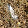 Пляшки, шприци, сміття: як у Нововолинську занедбали дитячі майданчики